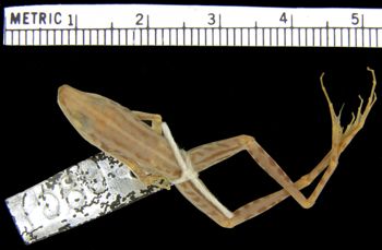Media type: image; Herpetology A-1589